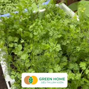 Hạt Giống Ngò Rí Greenhome Gói 20gr~3000 hạt Dễ Trồng Quanh Năm Nảy Mầm Cao Thu Hoạch Nhanh Năng Suất Cao G03