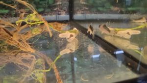 Duplicate Corydoras - Corydoras duplicareus 黑金红头鼠