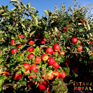 CRISP & SWEET GALA APPLES IMPORTED FROM SOUTH AFRICA - PACK OF 6 - ISTANA ROYAL FRUITS