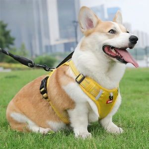 Hadassah | Harness Style Leash For Small Dogs