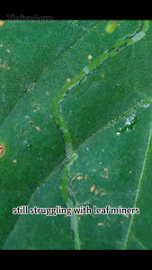 cyromazine insecticide(31%) 100ml Insecticide Pest Control Specially for leaf miners and fruit fly larvae systemic insecticide