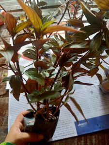 CHẬU CÂY BỌ MẮM (Cây th. u. ố. c doi thân tím) DƯỢC LIỆU QUÝ (mua 10 châu tặng một chậu)