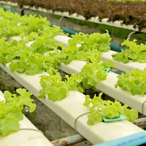 Evogreen Hydroponic pampatubo ng halaman/ organic and natural/ gardening tools and equipments