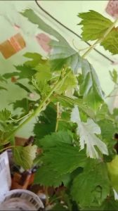 BIBIT ANGGUR IMPORT JOY SEEDLES CEPAT BERBUAH