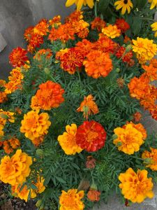 benih bunga marigold(mix colour 50seeds)