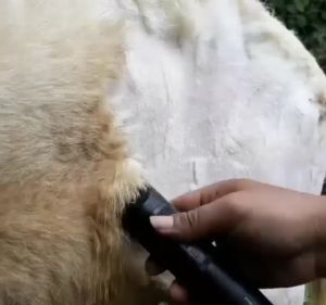 COD BaoRun Mesin Cukur & Mata Pisau: Alat Cukur Domba & Kambing