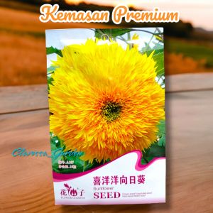 (KEMASAN PREMIUM) BIJI/BENIH BUNGA MATAHARI TEDDY BEAR