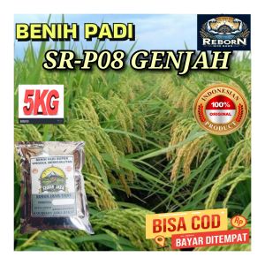 Benih Padi SR-P08 GENJAH Bibit Padi Super Unggul KEMASAN 5KG