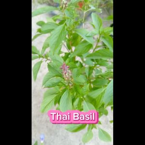 Pokok Selasih Thai Kemangi Thai Basil Herbs Pokok Outdoor Live Plant SHS Kebun