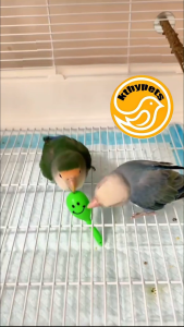 Rattan Ball Bird toy Hollow Bell Ball Bird Chewing Toys for Parrot Parakeet Cockatiel Conure Lovebirds Toy BIrd cage Accessories