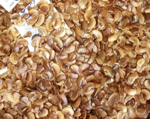 50 gram hạt giống huỳnh đàn sưa đỏ