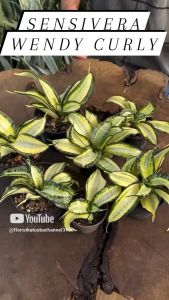 tanaman hias sensivera golden Wendy curly