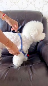 ชุดสายจูงสัตว์เลี้ยงลายน่ารักสำหรับสุนัขและแมวเดิน ระบายอากาศได้ดี ใส่สบาย เหมาะสำหรับแมวและสุนัข