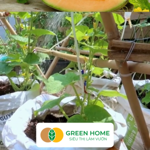 Hạt Giống Dưa Lưới Ruột Vàng Greenhome Gói 10 Hạt Dễ Trồng Quanh Năm Nảy Mầm Cao Thu Hoạch Nhanh Năng Suất Cao T14