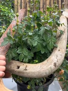 【现货】 杀虫剂家用室内呋虫胺 (蟑螂，跳蚤药，臭虫，驱虫喷雾） 450ml  Insecticide for Insects 450ml