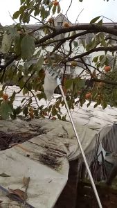 DỤNG CỤ HÁI QUẢ ĐA NĂNG 16CM Vợt hái trái cây trên cao kèm túi hứng giá rẻ chất lượng sử dụng dễ dàng tiện lợi