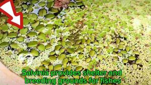 Salvinia Auriculata (Kiambang Lipan) Aquatic Water Plant Tumbuhan Akuatik Air eLife