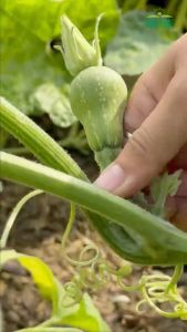 Hạt giống Bí Nụ Lai F1 GITA 33 Túi 5 hạt Giống bí siêu nụ | Hạt giống Rạng Đông