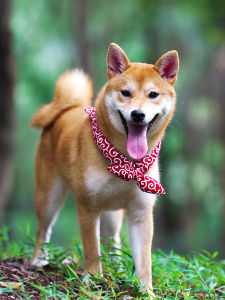 Adorable Japanese Style Lemon Towel Triangle Scarf Pet Accessory for Dogs And Cats Grass Pattern Bow Tie for Pets