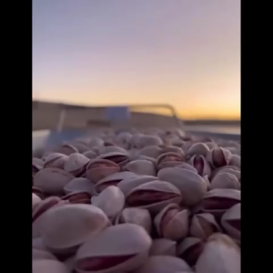 Kacang Pistachio Iran Premium Siap Dimakan 100G/250G/500g/1KG - Snack Makanan Tinggi Protein dan Serat