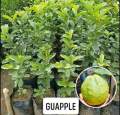 Guapple Fruit tree Hybrid Seedlings High Yield/Red Guava. 