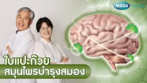 พร้อมจัดส่ง🍀 Mega We Care Ginkgo Biloba ใบแปะก๊วย จิงโกะ ปริมาณ 60 แคปซูล