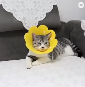 Cute Pet Dog E-Collar Elizabeth Circle Cat Recovery Collar Flower Neck Kitty Cones After Surgery