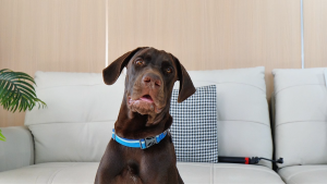 Biodegradable dog poop bag set floral fragrance pet garbage bag super thick and leak proof design including dispenser