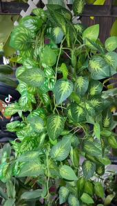 DAUN JUNTAI 5 CABANG DAUN BESAR LATEX ARTIFISIAL