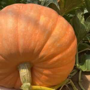 4เมล็ดเมล็ดพันธุ์ ฟักทองยักษ์ เมล็ดฟักทองยักษ์ฟักทองยักษ์อเมริกัน ฟักทองใหญ่ เมล็ดนำเข้า ผลใหญ่