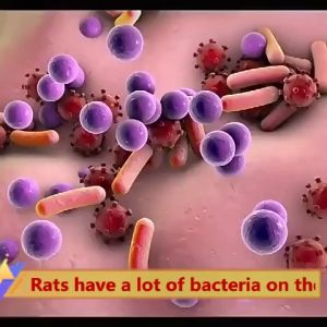 【No rats in 50 years】rat repellent mouse repellent effective expulsion rats/cockroaches/ants for rats Household potent rodenticide ubat halau tikus Rodenticides for household and automotive engines Plant ingredients harmless to humans and pets 老鼠驱赶器