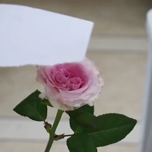 450ML Quick Dry Flower Color Spray Paint for Fresh Dry Preserved Roses Party Decoration