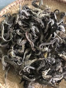 Combo 6 con cá ngưa-Hải ma Phú Quốc-Kiên Giang( size7-10cm)