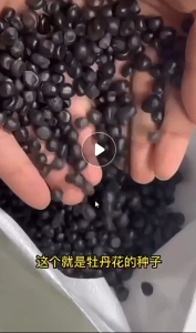 Biji Benih Bunga Peoni(8 Seeds)**Oringinal Pack**/牡丹花种子/Peony Fower Seeds