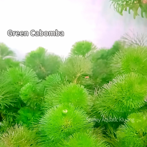 【LIVE】Aquatic Plant Green Cabomba Cabomba Hijau Cabomba Caroliniana Easy Maintain Low-Tech Submersed