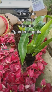 Organic Fern Slab/block For Orchids Good For Trailing and Hanging Live Plants Like Orchids and Vines 10x5 size