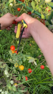 Benih TOMAT CHERRY (isi-2) - Biji Sayur