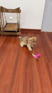 [Happy] Cat Teaser Stick Toys Cat Toy For Cats Cat Play Toy Kitten Kucing Mainan Kucing Murah