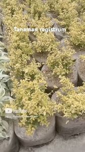 Tanaman Hias Registrum & Outdoor: Dekorasi Taman yang Tahan Lama