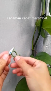 Klip Kait Tanaman Merambat Isi 10 Pcs Murah / Penjempit Tanaman Dengan Perekat Praktis / Klip Tanaman Plastik Serbaguna