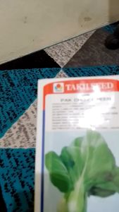 BENIH. BIBIT SAWI PAK COY GREEN (BENTUL) ISI 20 ML