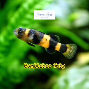 【Ocean Zone】 Bumblebee Goby - 3pcs / 5pcs (Live Fish with DOA)