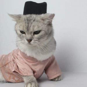 Baju Kucing Cowok Lucu Murah Gratis Ongkir - Bukipet Mafaza Raya Shirt
