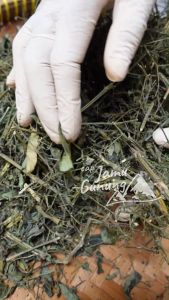 Daun Sambiloto Kering 100gr - Sambiroto Hutan Bersih dan Organik