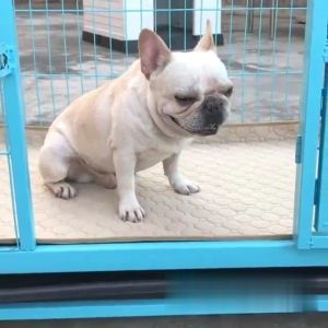 YTL 🐶ขายร้อน🐶แผ่นรองฉี่สุนัข แผ่นรองฉี่สัตว์เลี้ยง ผ้ารองฉี่หมา เเมว กระต่าย ซักใช้ซ้ำได้ ซึมซับได้ดี มีกันลื่น