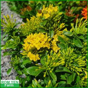 ต้นเข็ม สีเหลือง ต้นเข็มแคระ สีหลือง เพาะในกระถาง 6นิ้ว ต้นเข็มสีเหลือง ต้นเข็ม แคระ - Lazada