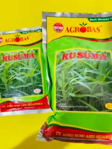 Benih Unggul Kangkung Darat KUSUMA josss tenann!!