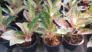 ใบเขียวลายก้านชมพูสวยๆ