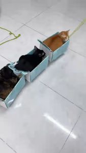 Thức ăn hạt macaron D10 PetQ (40% protein 90% thịt & dầu cá Chất xơ Không muối ngũ cốc ) dành cho mèo - T3 PETS SHOP