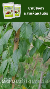 ชาเชียงดาผสมเห็ดหลินจือ ตราไร่กฤติยา (Gymnema Reishi Mushroom Blended Tea)